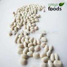 Different Types Dried Beans and Scientific Name of Beans